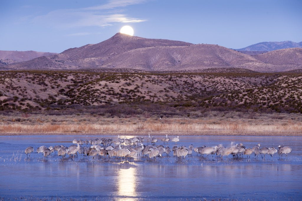 Detail of Sandhill Cranes and Full Moon, Bosque del Apache, New Mexico by Anonymous