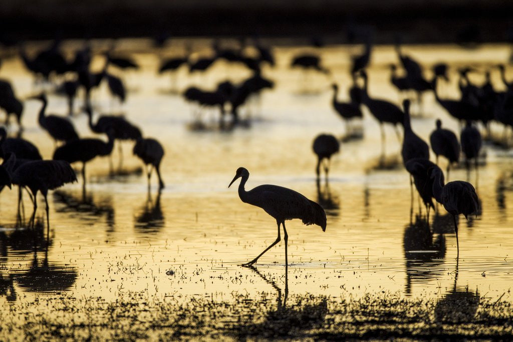 Detail of Sandhill Cranes, Bosque del Apache, New Mexico by Anonymous
