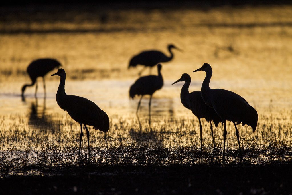 Detail of Sandhill Cranes, Bosque del Apache, New Mexico by Anonymous