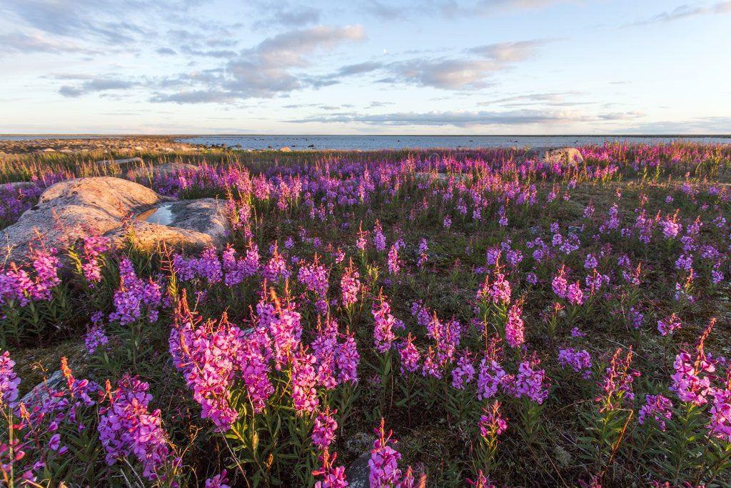 Detail of Fireweed, Hudson Bay, Canada by Anonymous