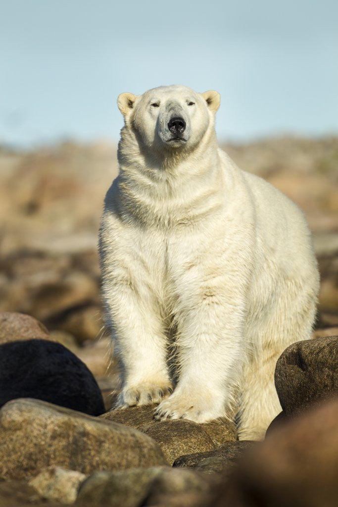 Detail of Polar Bear, Hudson Bay, Manitoba, Canada by Anonymous