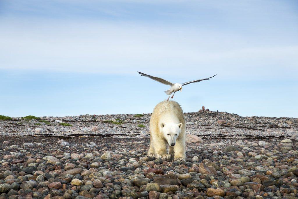 Detail of Seagull and Polar Bear, Hudson Bay, Nunavut, Canada by Anonymous