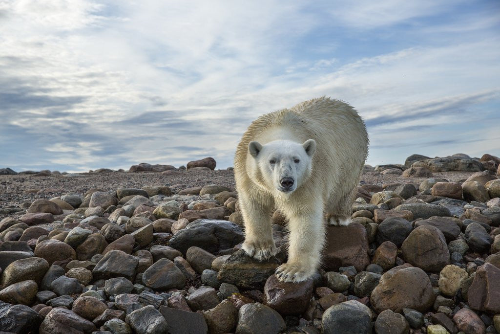 Detail of Polar Bear, Hudson Bay, Nunavut, Canada by Anonymous