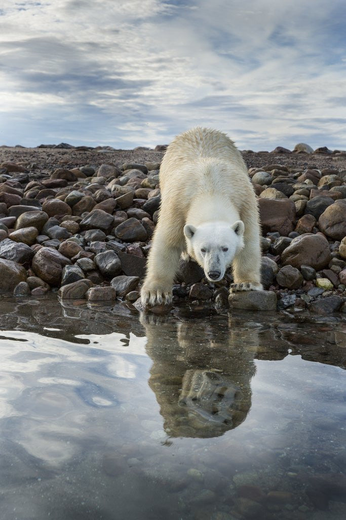 Detail of Polar Bear, Hudson Bay, Nunavut, Canada by Anonymous