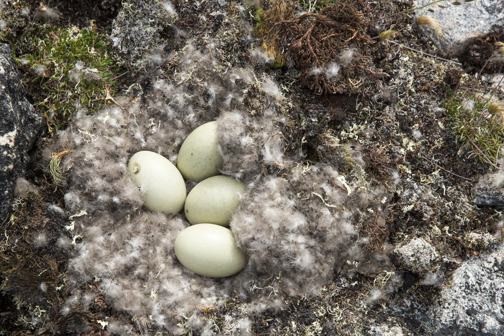 Detail of Eider Duck Nest, Nunavut, Canada by Corbis