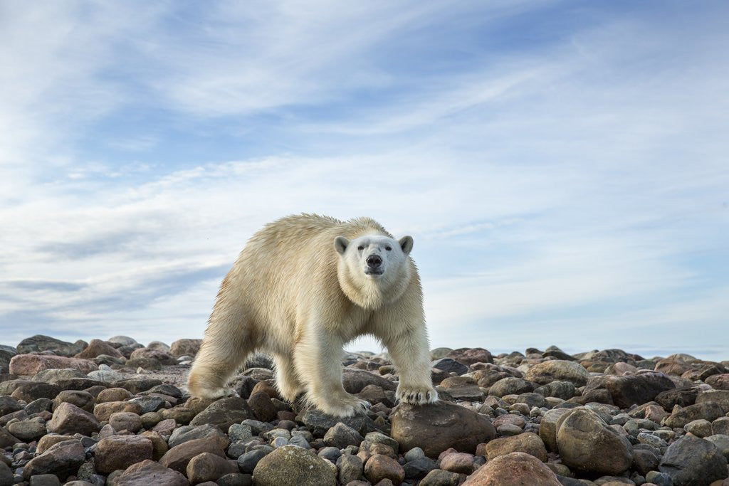 Detail of Polar Bear, Hudson Bay, Nunavut, Canada by Anonymous