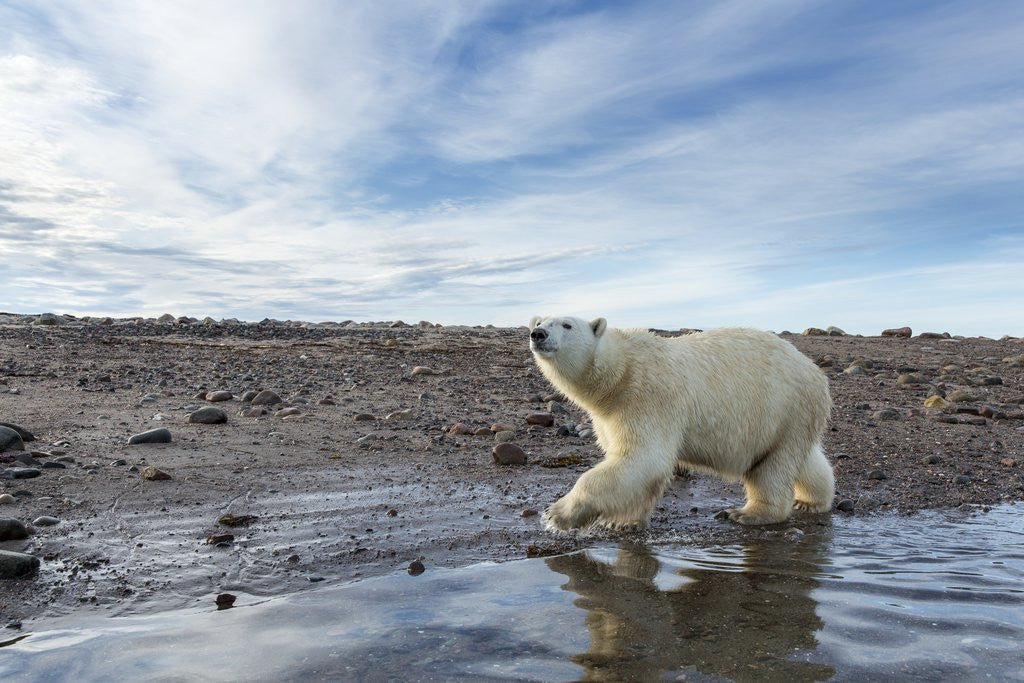 Detail of Polar Bear, Hudson Bay, Nunavut, Canada by Anonymous