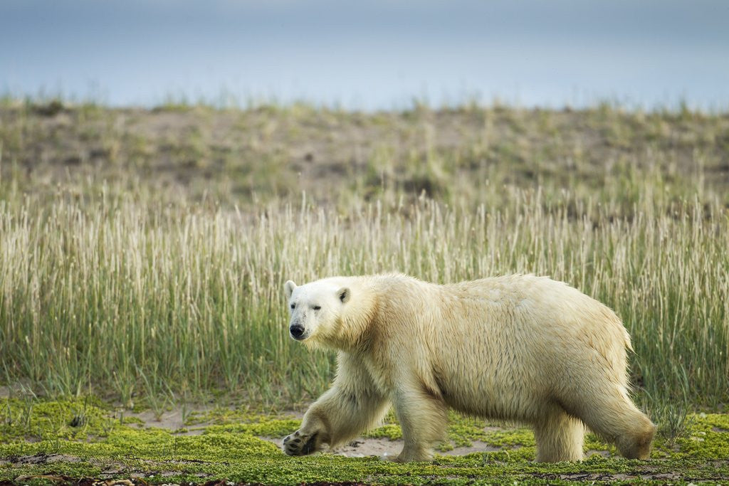 Detail of Polar Bear, Hudson Bay, Nunavut, Canada by Anonymous