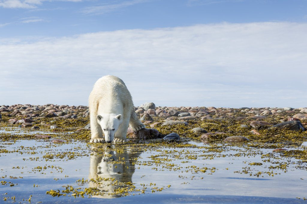 Detail of Polar Bear, Hudson Bay, Nunavut, Canada by Anonymous