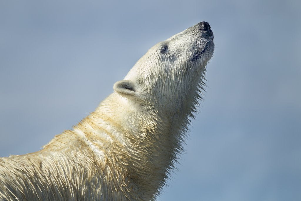 Detail of Polar Bear, Hudson Bay, Nunavut, Canada by Anonymous