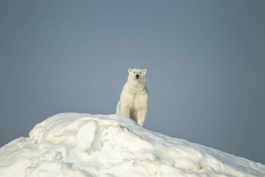 Detail of Polar Bear on Iceberg, Hudson Bay, Nunavut, Canada by Anonymous