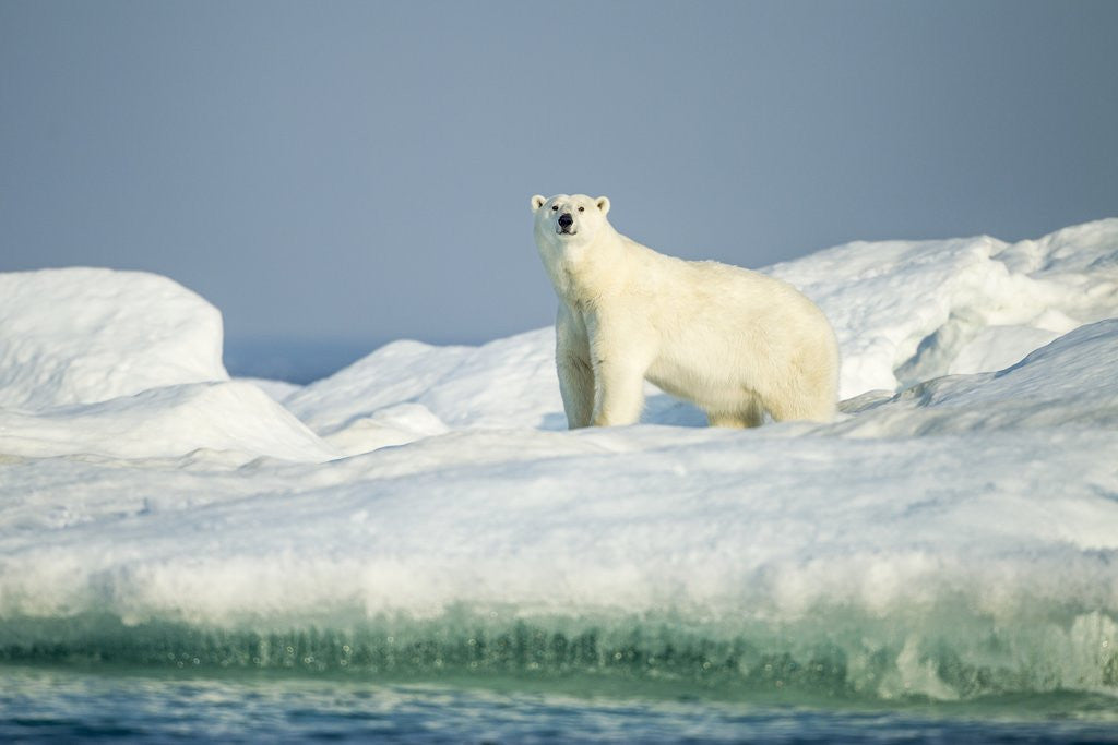 Detail of Polar Bear on Iceberg, Hudson Bay, Nunavut, Canada by Anonymous