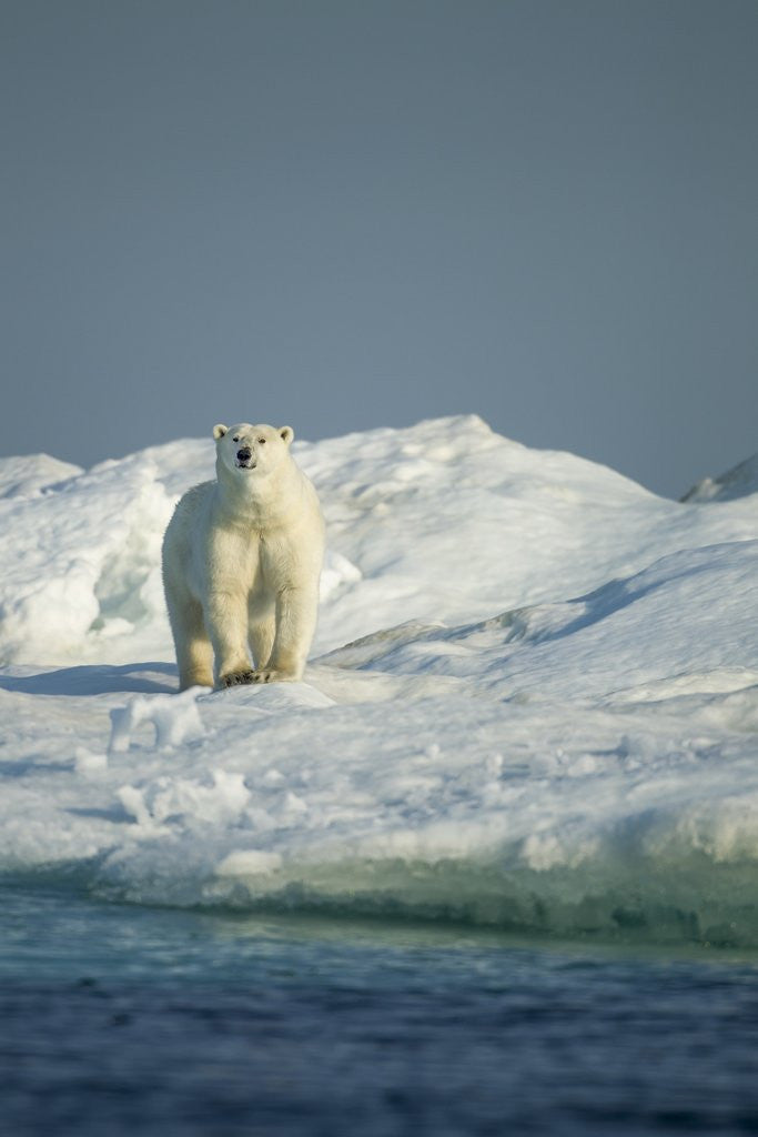 Detail of Polar Bear on Iceberg, Hudson Bay, Nunavut, Canada by Anonymous