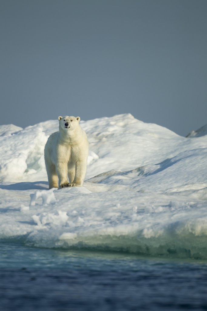 Detail of Polar Bear on Iceberg, Hudson Bay, Nunavut, Canada by Corbis
