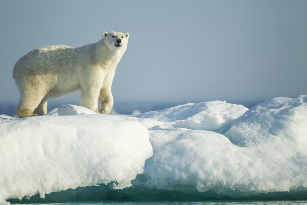 Detail of Polar Bear on Iceberg, Hudson Bay, Nunavut, Canada by Anonymous