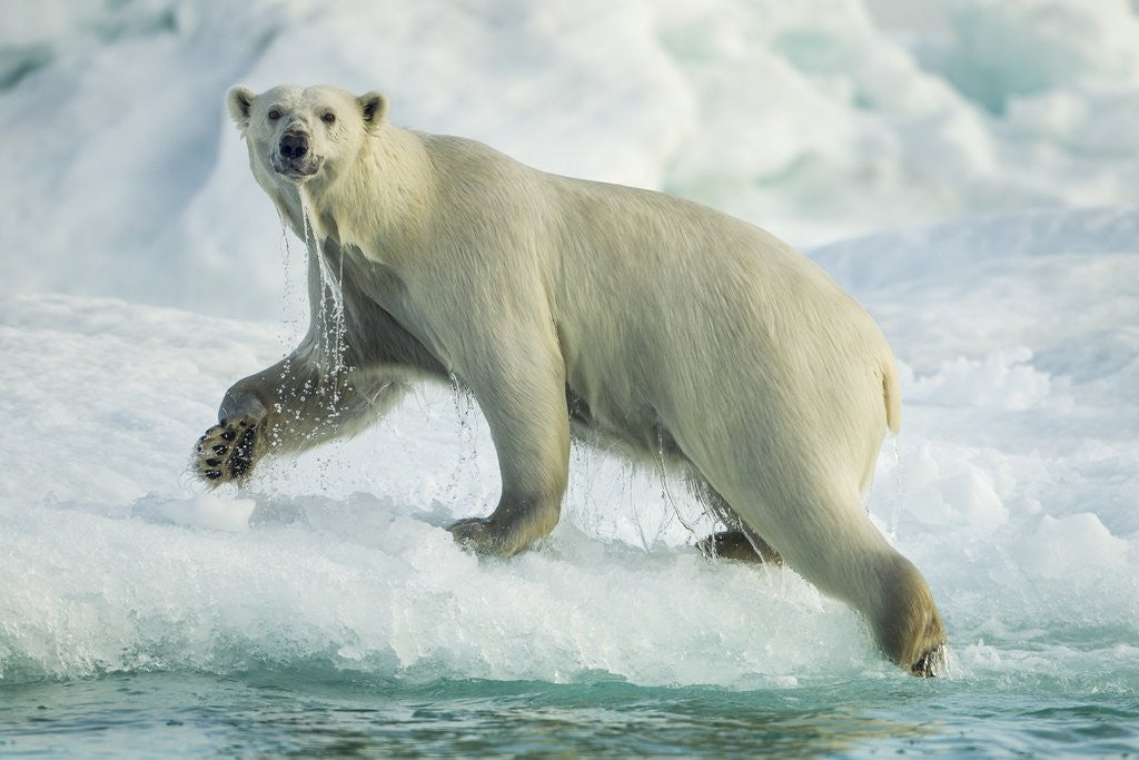 Detail of Polar Bear on Iceberg, Hudson Bay, Nunavut, Canada by Anonymous