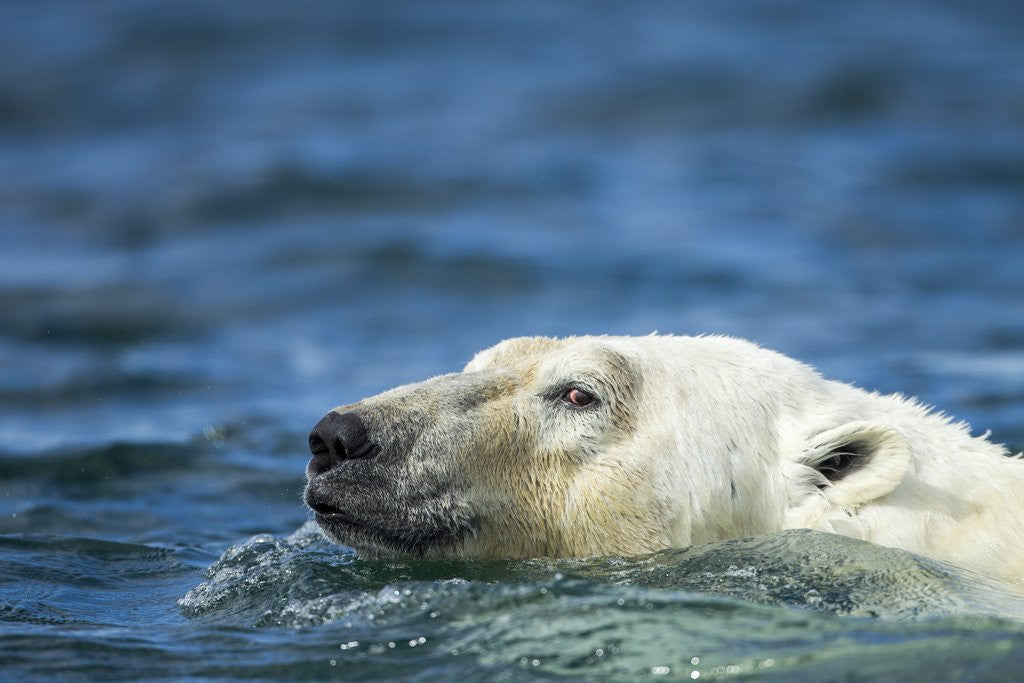 Detail of Swimming Polar Bear, Hudson Bay, Nunavut, Canada by Anonymous