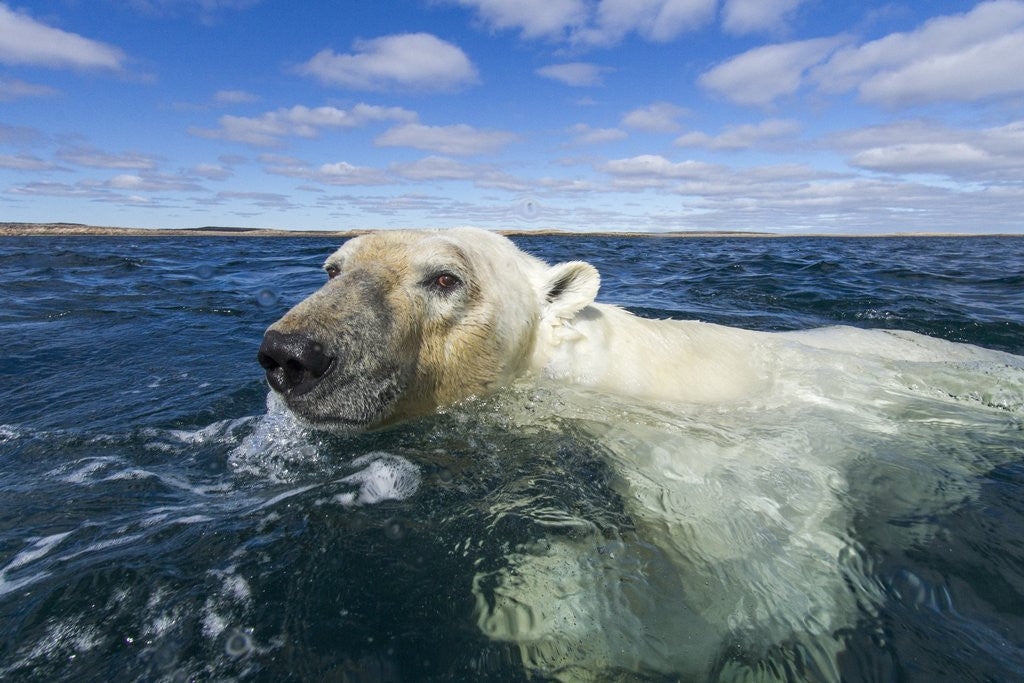 Detail of Swimming Polar Bear, Hudson Bay, Nunavut, Canada by Anonymous
