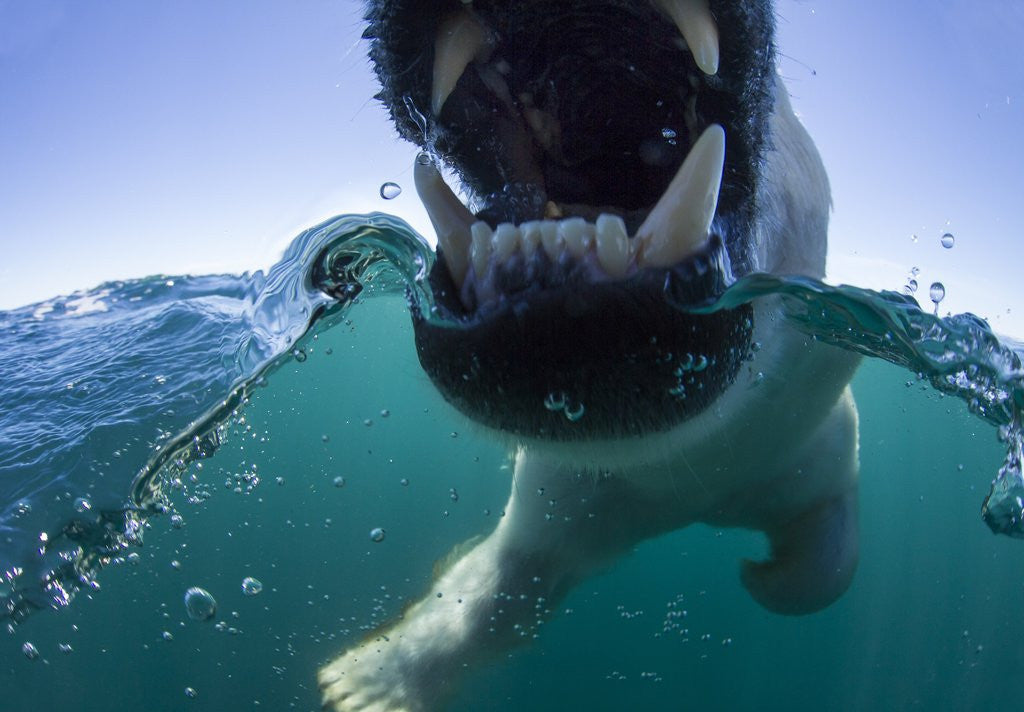 Detail of Swimming Polar Bear, Hudson Bay, Nunavut, Canada by Anonymous