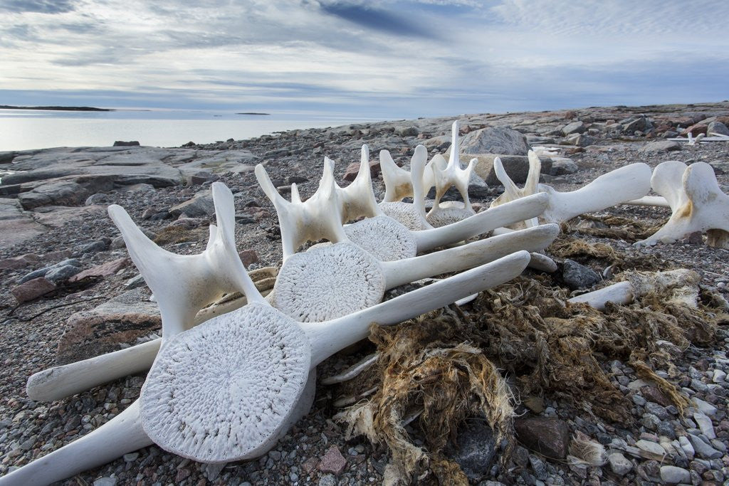 Detail of Whale Bones, Nunavut, Canada by Corbis