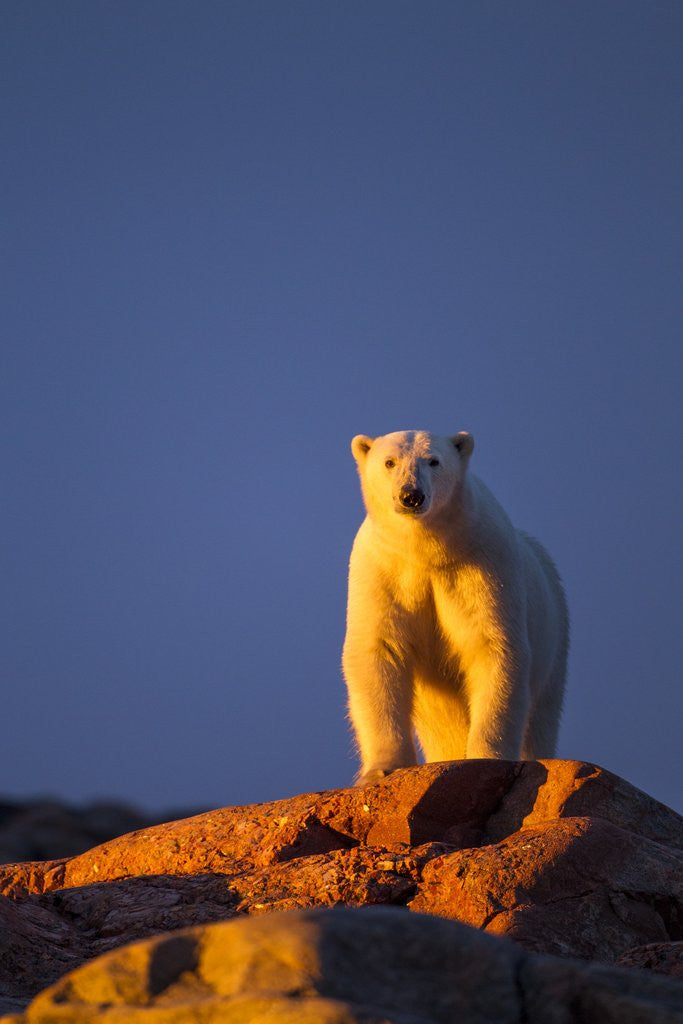 Detail of Polar Bear, Hudson Bay, Nunavut, Canada by Anonymous
