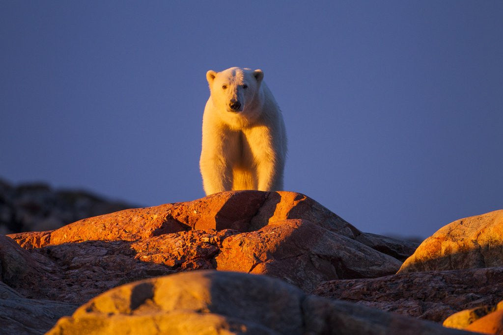 Detail of Polar Bear, Hudson Bay, Nunavut, Canada by Anonymous