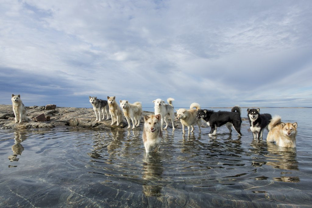 Detail of Sled Dogs, Nunavut, Canada by Corbis