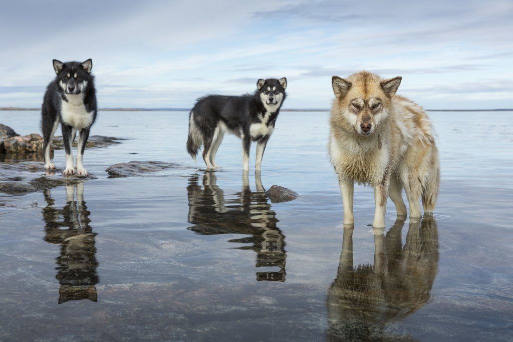 Detail of Sled Dogs, Nunavut, Canada by Anonymous