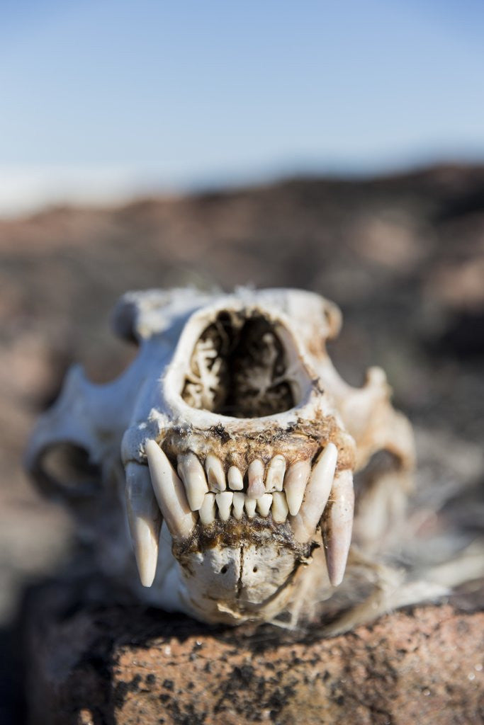 Detail of Polar Bear Skull, Hudson Bay, Nunavut, Canada by Anonymous