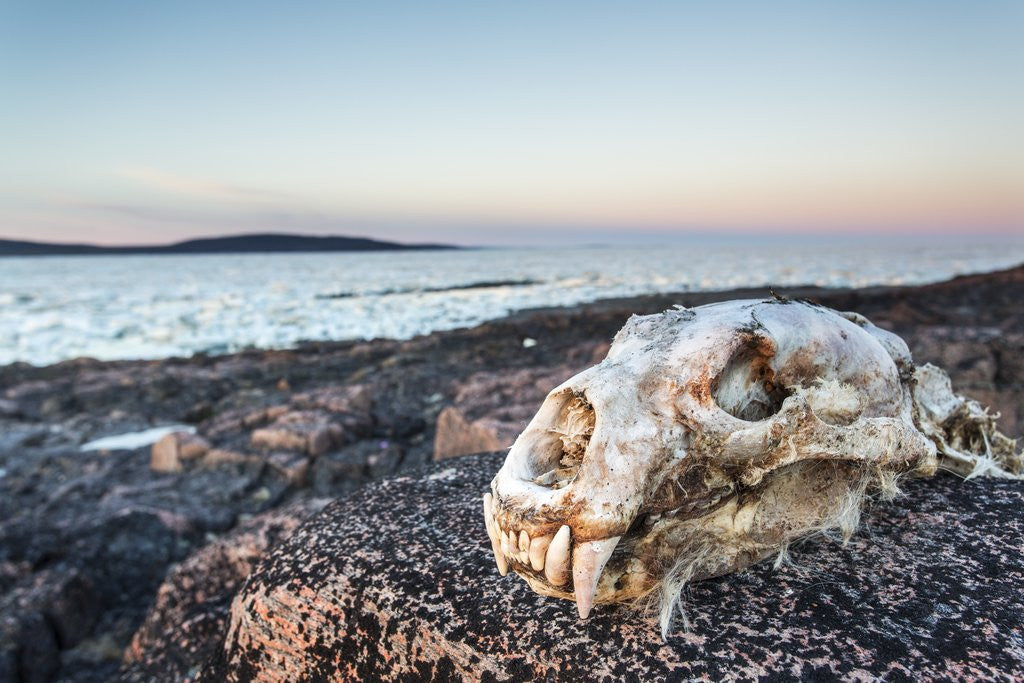 Detail of Polar Bear Skull, Hudson Bay, Nunavut, Canada by Anonymous