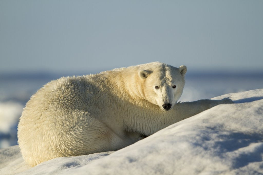 Detail of Polar Bear on Iceberg, Hudson Bay, Nunavut, Canada by Anonymous