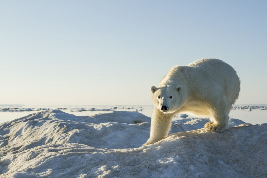 Detail of Polar Bear on Iceberg, Hudson Bay, Nunavut, Canada by Corbis