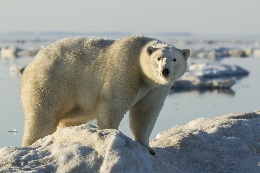 Detail of Polar Bear on Iceberg, Hudson Bay, Nunavut, Canada by Anonymous
