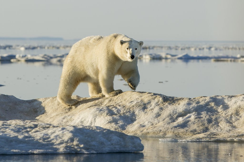 Detail of Polar Bear on Iceberg, Hudson Bay, Nunavut, Canada by Anonymous