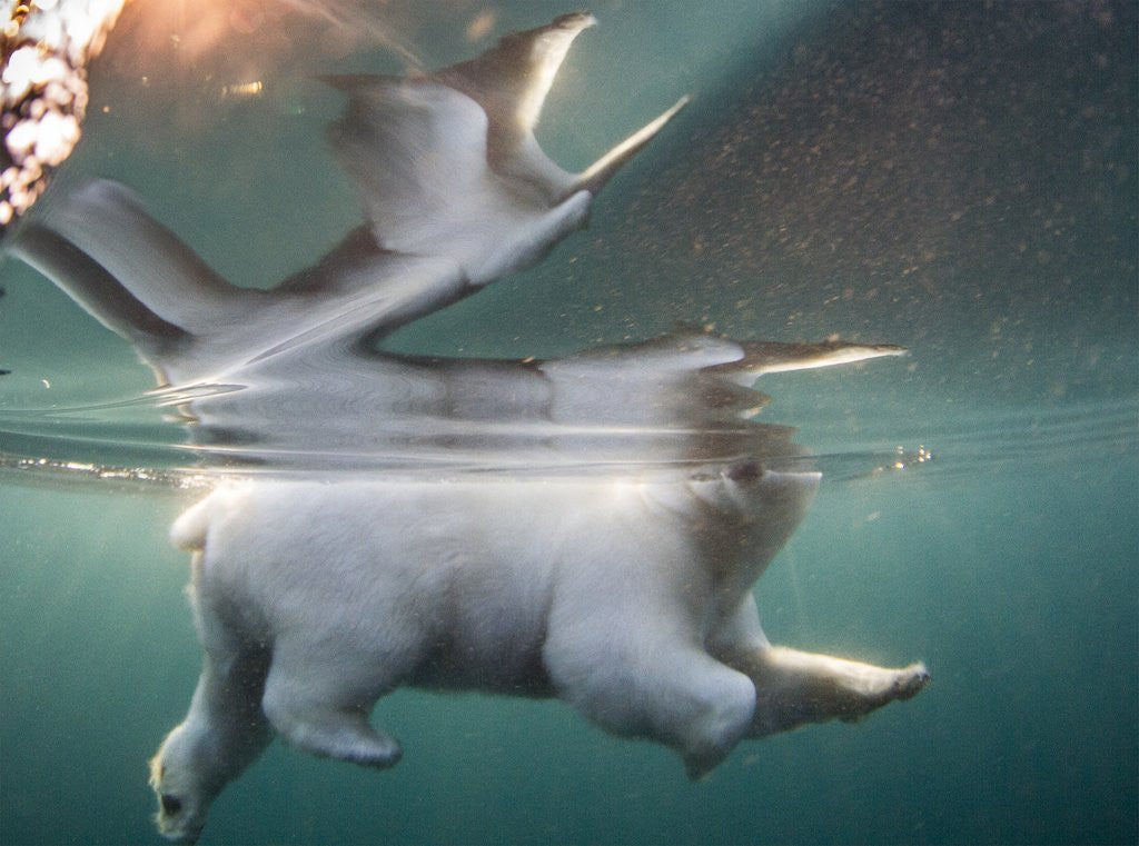 Detail of Underwater Polar Bear, Hudson Bay, Nunavut, Canada by Anonymous