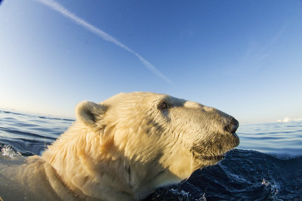 Detail of Swimming Polar Bear, Hudson Bay, Nunavut, Canada by Anonymous
