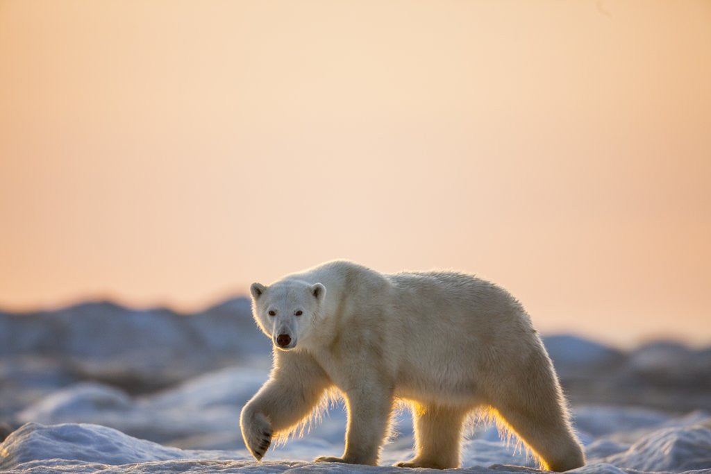 Detail of Polar Bear on Sea Ice, Hudson Bay, Nunavut, Canada by Anonymous