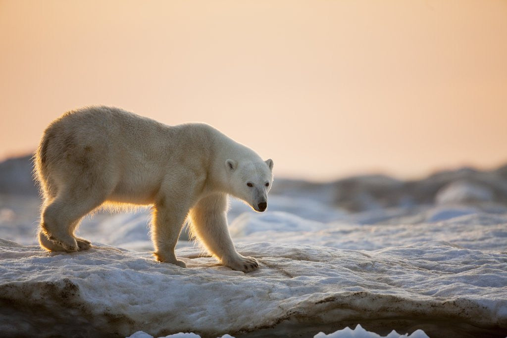 Detail of Polar Bear on Sea Ice, Hudson Bay, Nunavut, Canada by Anonymous