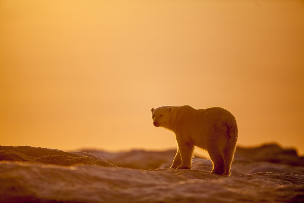 Detail of Polar Bear on Sea Ice, Hudson Bay, Nunavut, Canada by Anonymous