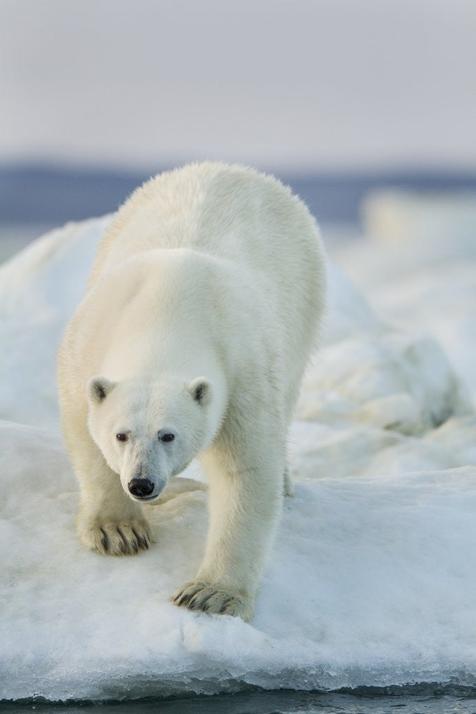 Detail of Polar Bear on Sea Ice, Hudson Bay, Nunavut, Canada by Anonymous