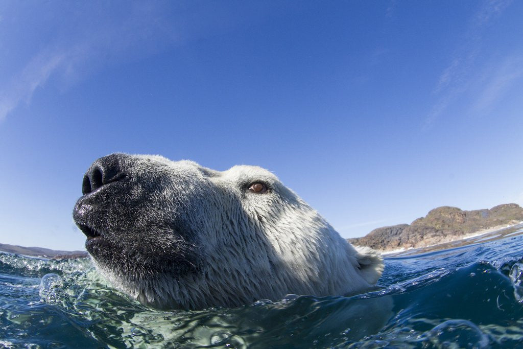 Detail of Swimming Polar Bear, Nunavut, Canada by Anonymous