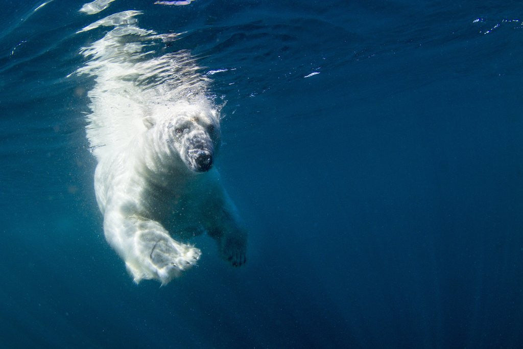 Detail of Underwater Polar Bear, Nunavut, Canada by Anonymous