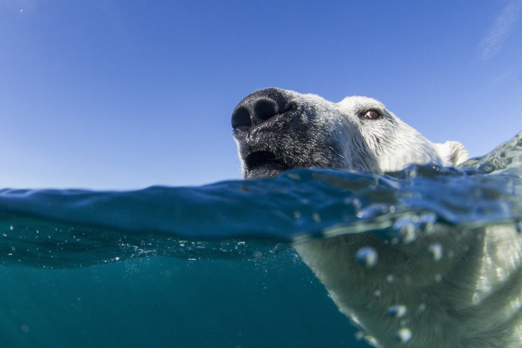 Detail of Swimming Polar Bear, Nunavut, Canada by Anonymous