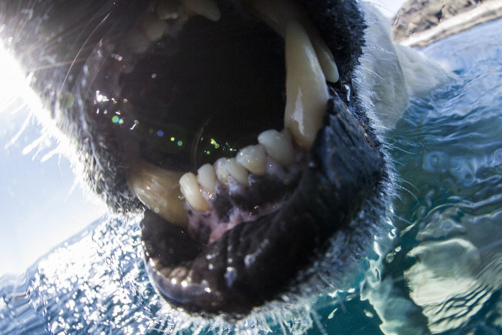 Detail of Polar Bear Bites Camera, Nunavut, Canada by Anonymous