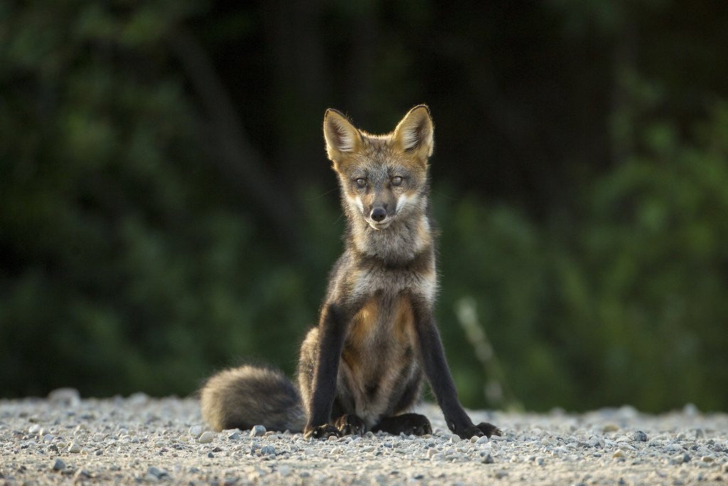 Detail of Red Fox, Gillam, Manitoba, Canada by Anonymous