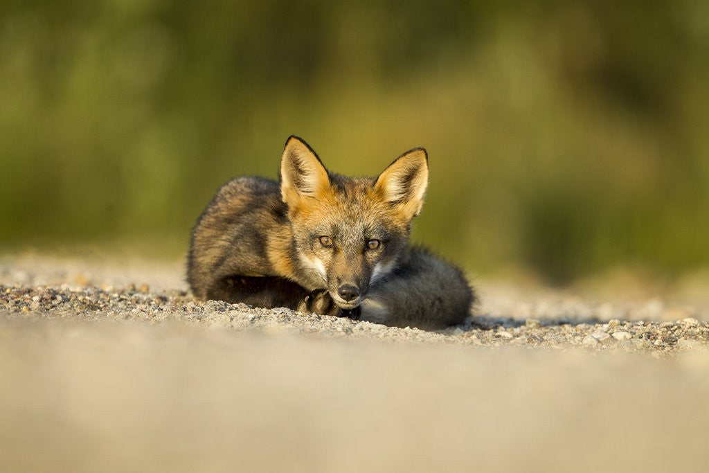 Detail of Red Fox, Gillam, Manitoba, Canada by Anonymous