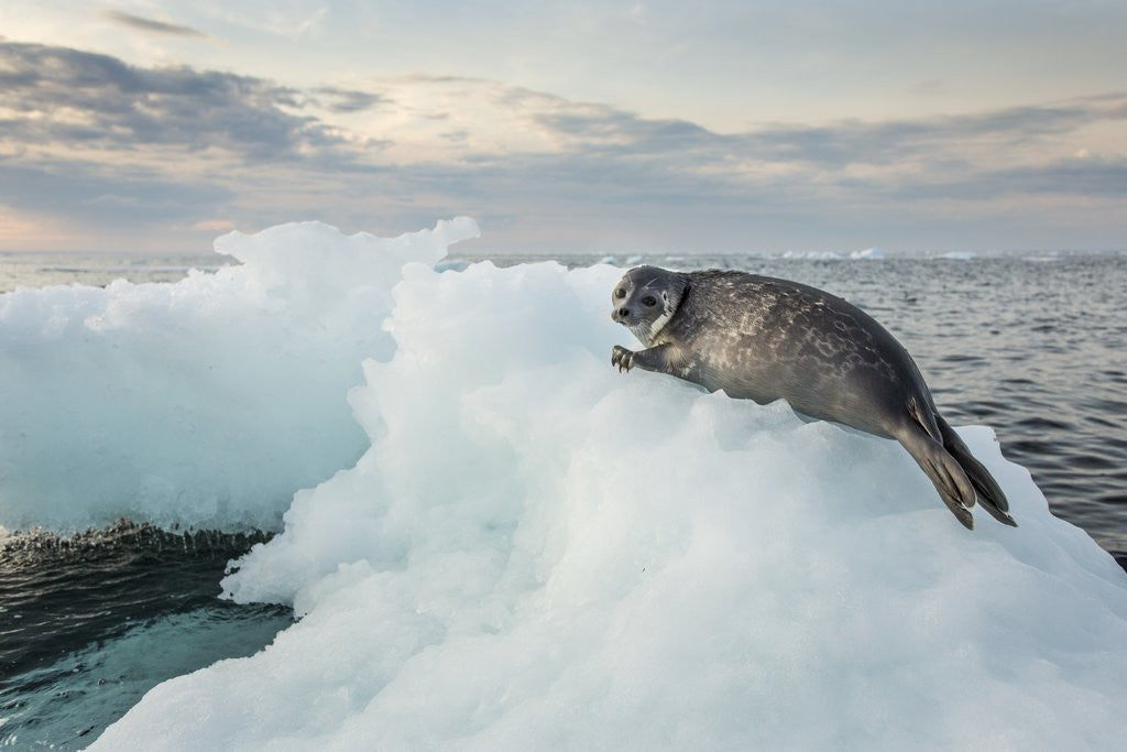 Detail of Ringed Seal Pup on Iceberg, Nunavut Territory, Canada by Anonymous