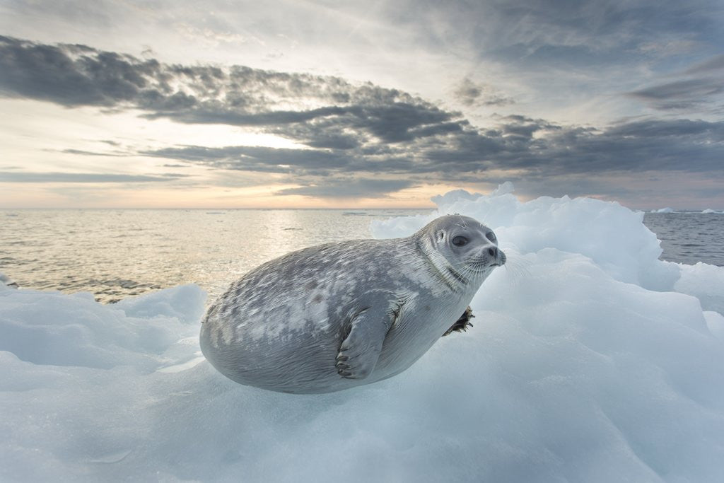 Detail of Ringed Seal Pup on Iceberg, Nunavut Territory, Canada by Corbis