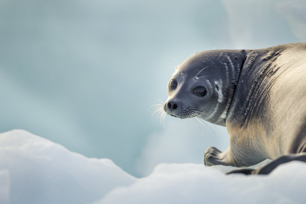 Detail of Ringed Seal Pup, Nunavut, Canada by Anonymous