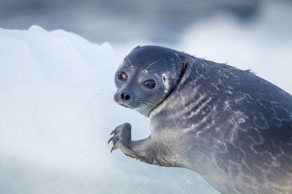 Detail of Ringed Seal Pup, Nunavut, Canada by Anonymous